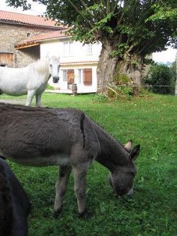 Gite De Charme Auvergne Cab'Ane Brousse Екстер'єр фото